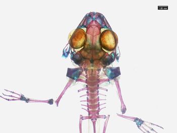 Media type: image;   Herpetology A-136938